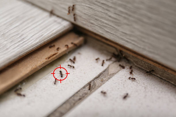 Best Affordable Pest Control Services  in Wailua, HI