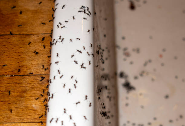 Best Wasp Removal Services  in Wailua, HI
