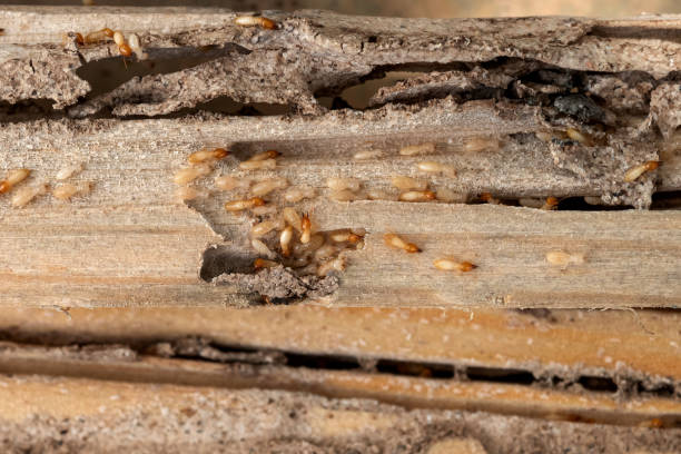 Spider Control Near Me in Wailua, HI